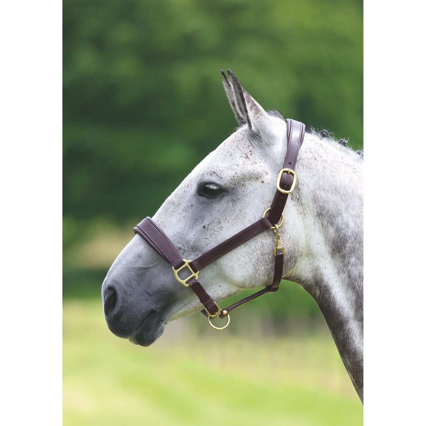 Velociti GARA Leather Travel Headcollar – Premium Padded Leather Halter for Travel & Show